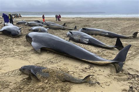 pilot whales stranded.
